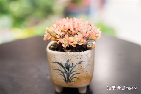 餐桌 植物|书桌上放什么「好看又好养」的盆栽比较适合？